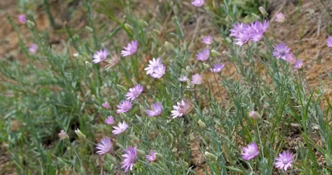 Wild flowers close up Stock Footage 142511154