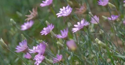 Wild flowers close up Stock Footage 142511162