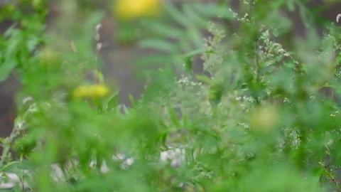 Wild flowers close up Stock Footage 158700702