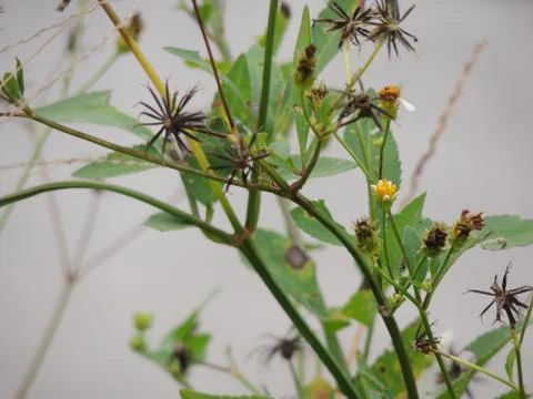 Wild Flowers Close Up Stock Photos
