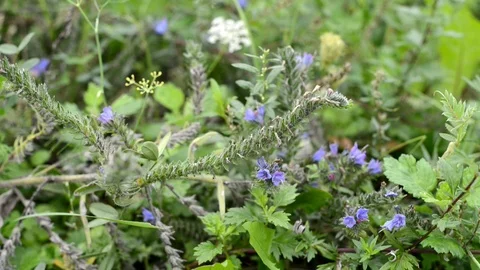 Wild Flowers Closeup Moving In The Wind On A Field Stock Footage 100882983