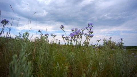 Wild flowers on a cloudy sky background Stock Footage 90968758
