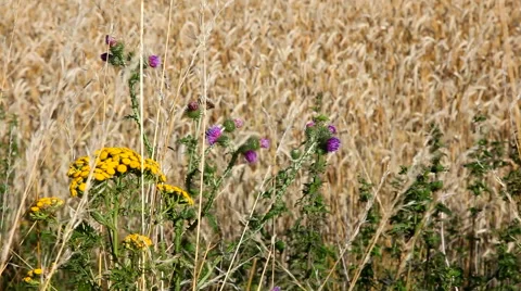 Wild flowers in the cornfield Stockbeeldmateriaal 40287724