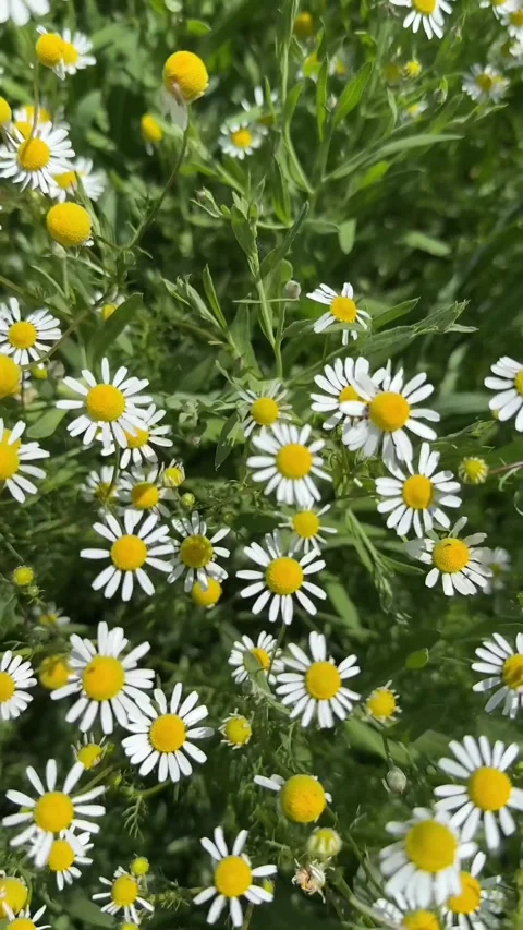 Wild flowers daisies in the wind chamomile Stock Footage 276253892