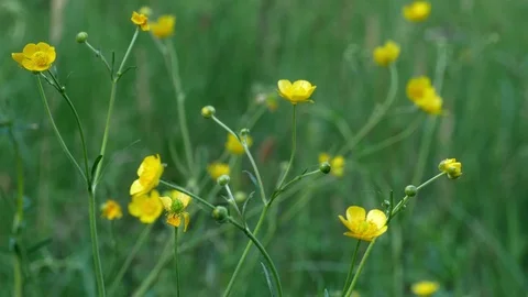 Wild flowers with dew swinging on the wind in the forest 4k Stock Footage 89724746