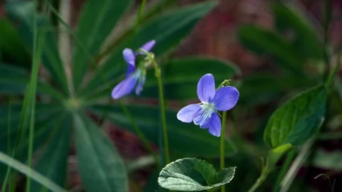 Wild flowers with dew swinging on the wind in the forest 4k Stock Footage 89726038