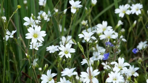 Wild flowers with dew swinging on the wind in the forest 4k Stock Footage 89728319