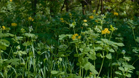 Wild Flowers With Dew Swinging On The Wind In The Forest Stock Footage 155440045