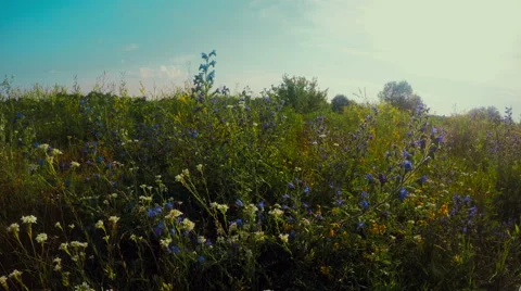 Wild Flowers Of Different Colors Stock Footage 65280452