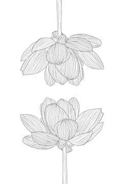 Wild flowers drawing and sketch with line-art Stock Illustration