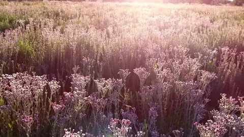 Wild flowers in evening light Stock Footage 100662457