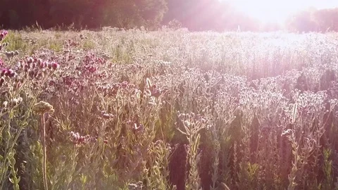 Wild flowers in evening light Stock Footage 100662462