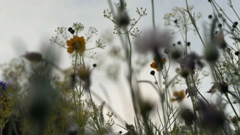 Wild flowers in the evening light, tracking shot Stock Footage 136670129