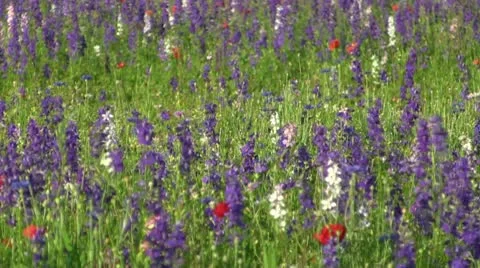Wild Flowers In Field Video stock 10586912