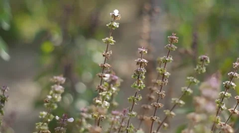 Wild flowers in the field Stock Footage 66331948