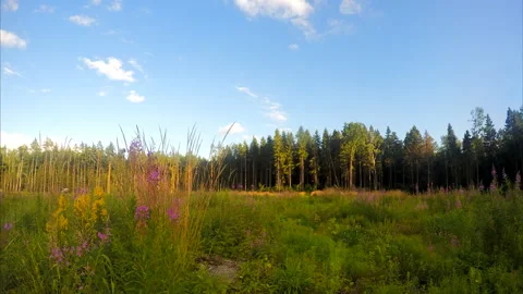 Wild flowers on the field in the forest timelapse 스톡 동영상 87205597
