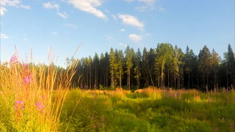 Wild flowers on the field in a forest timelapse Stock Footage 87214868