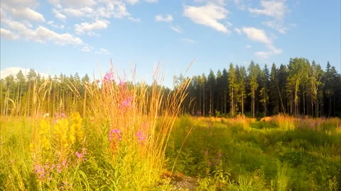 Wild flowers on a field in the forest timelapse Stock Footage 87215971