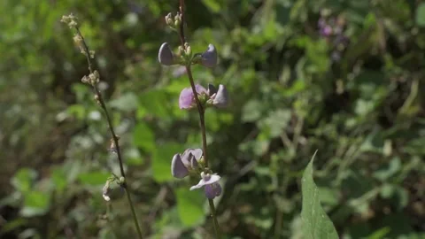 Wild flowers in the fields. Stock Footage 172092231