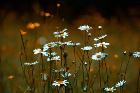 Wild flowers in the fields Stock Photos