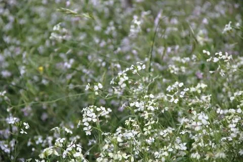 Wild flowers in the flowered meadow Stock Photos