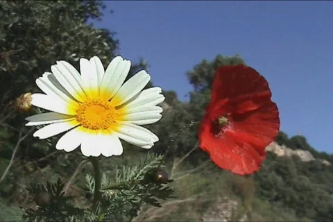 Wild flowers Stock Footage 109601