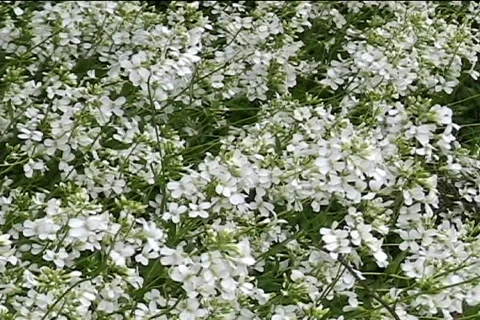 Wild flowers Video stock 401357