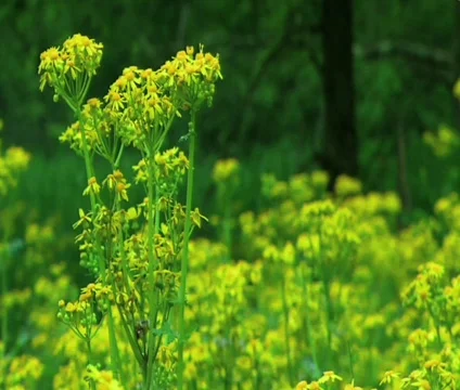 Wild Flowers  Video stock 489483