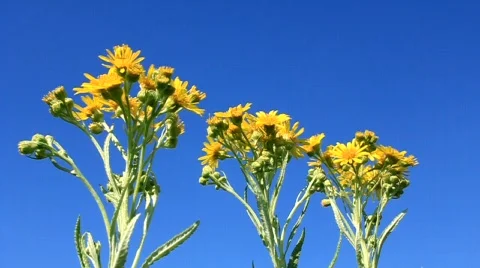 Wild flowers Stock Footage 490953