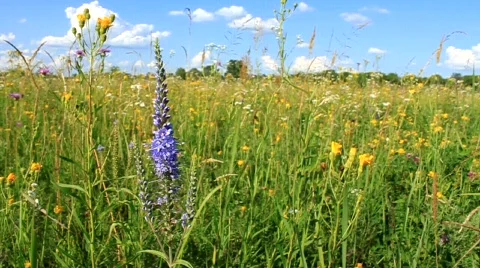 Wild flowers Stock Footage 653156