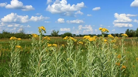 Wild flowers Stock Footage 710971