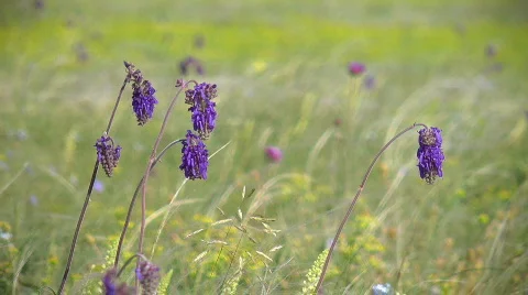 Wild flowers Stock-Footage 733021