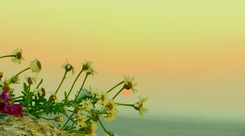 Wild flowers Video stock 820119