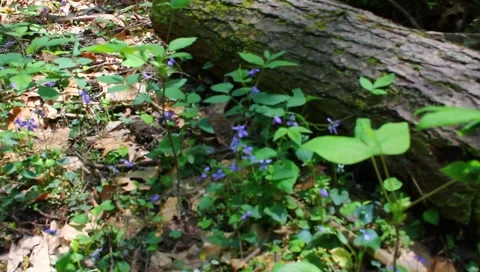 Wild flowers Stock Footage 4886163