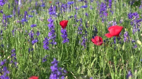 Wild Flowers Video stock 10586933