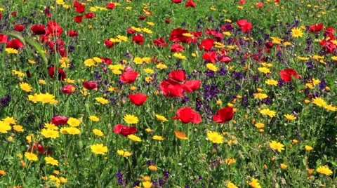 Wild Flowers Stock Footage