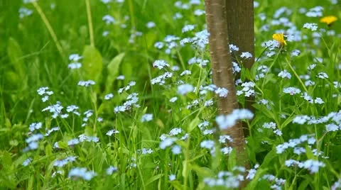 Wild flowers Stock Footage 11065101