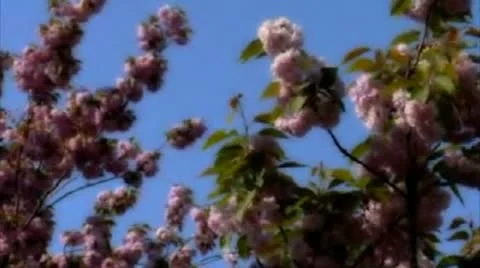 Wild flowers Stock Footage 12334375