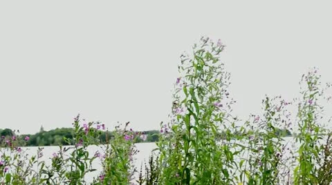 Wild flowers Stock Footage 12624478