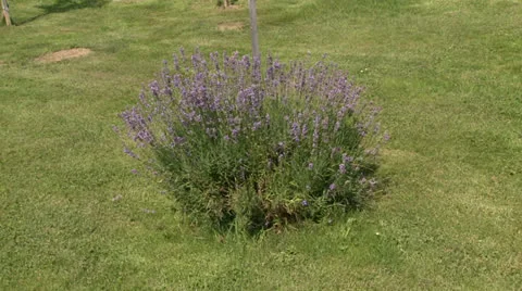 Wild Flowers Stock Footage 25586322