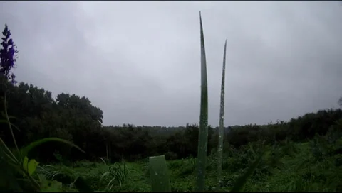 Wild flowers 스톡 동영상 30650393