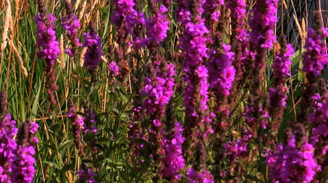 Wild Flowers Stock Footage 31552313