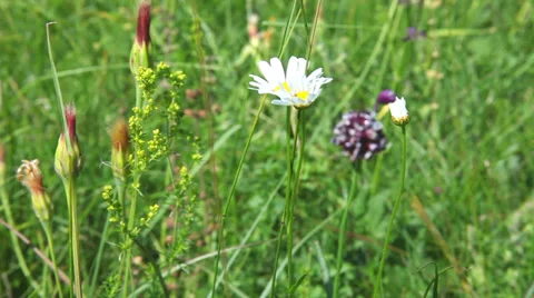 Wild flowers Stock Footage 33905153