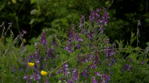 Wild Flowers. Stock Footage 34752821
