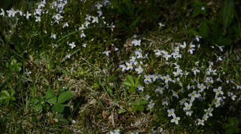 Wild flowers Stock Footage 39345647
