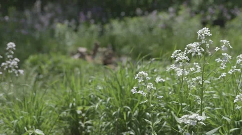 Wild Flowers 動画素材 40528605