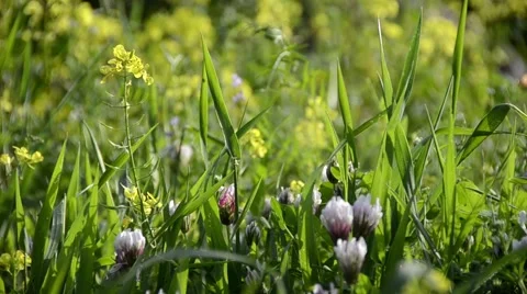 Wild Flowers Stock Footage 47967460