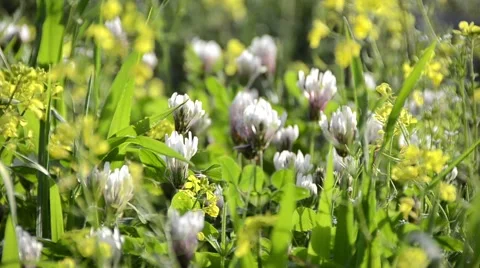 Wild Flowers Stock Footage 47967473