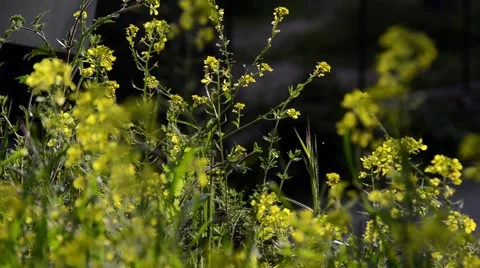 Wild Flowers Stock Footage 47967480