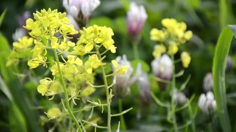 Wild Flowers Stock Footage 47967481